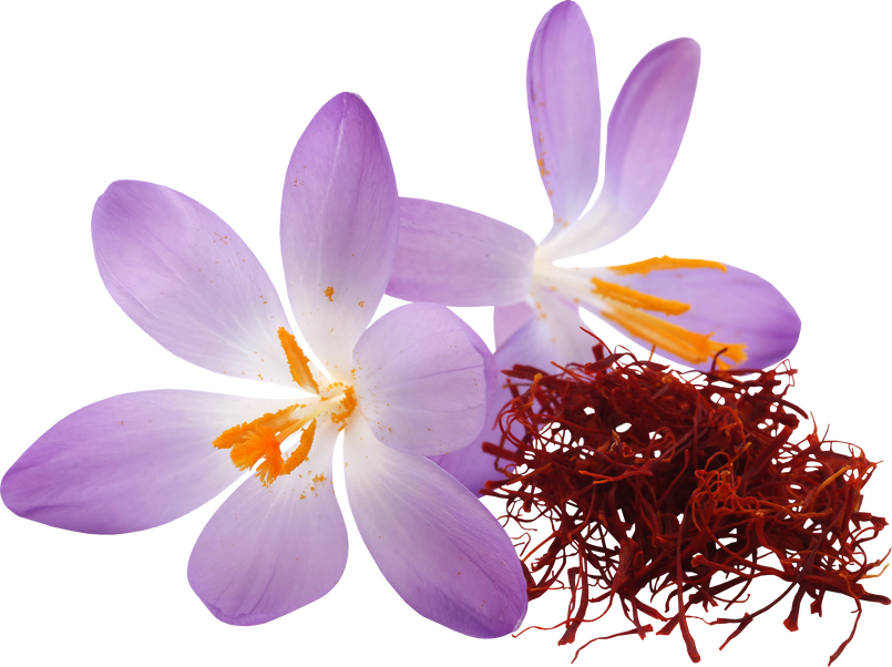 Saffron with Crocus Flower