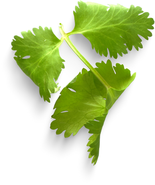Isolated Cutout PNG