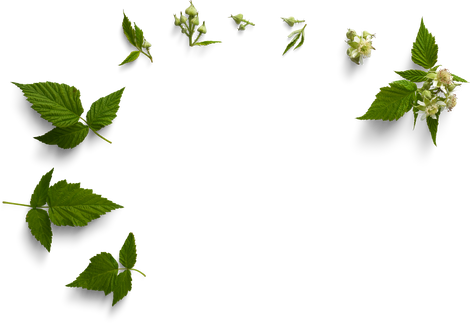 Isolated Cutout PNG
