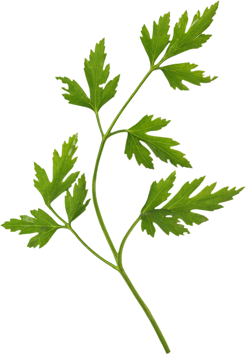 Green Parsley 