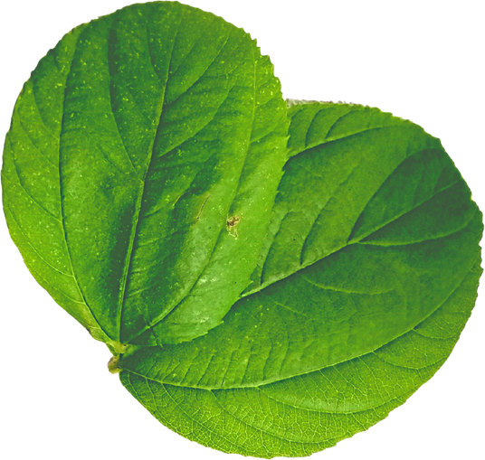 Bidara Leaves